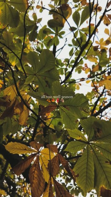 AD: The most wonderful time of the year is upon us 🍂 The autumn leaves are falling at the gorgeous @exburygardensIf you haven’t had a chance to go yet, I recommend it for the perfect autumnal day out 🍂AD PR tripVD: Various clips of a stunning gardens with rivers and leaves with the worlds ‘all too well season’ over the top.(Hashtags)
#AllTooWell #ExburyGardens #Autumn